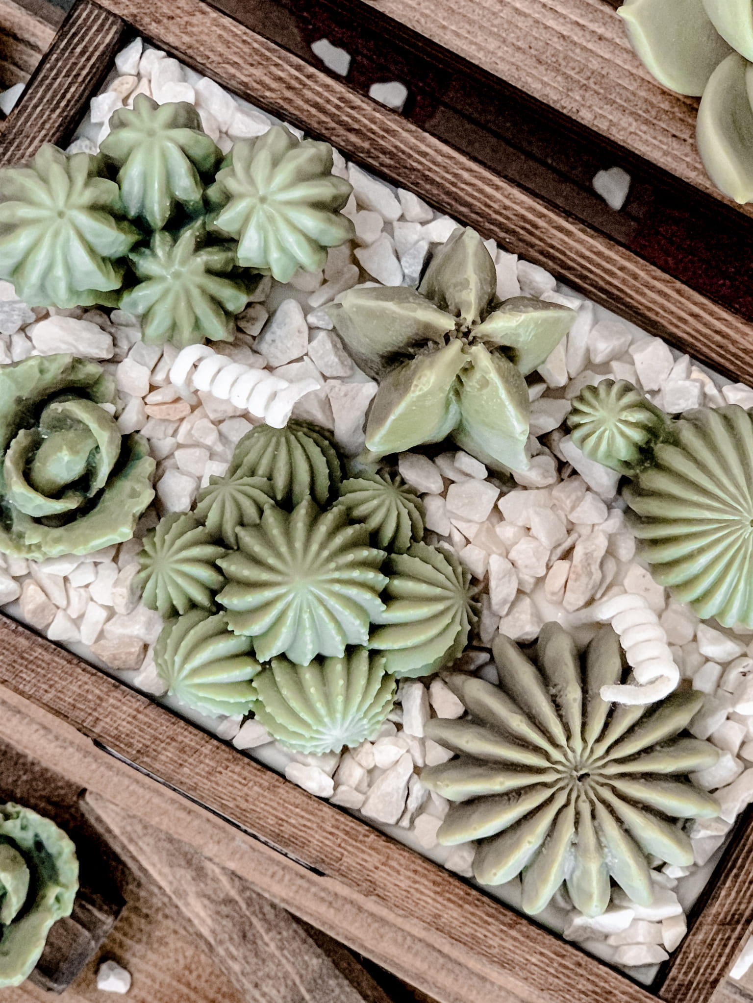 KAKTUS GLOW - świeca kaktusy w skrzynce z grysem - obrazek 2