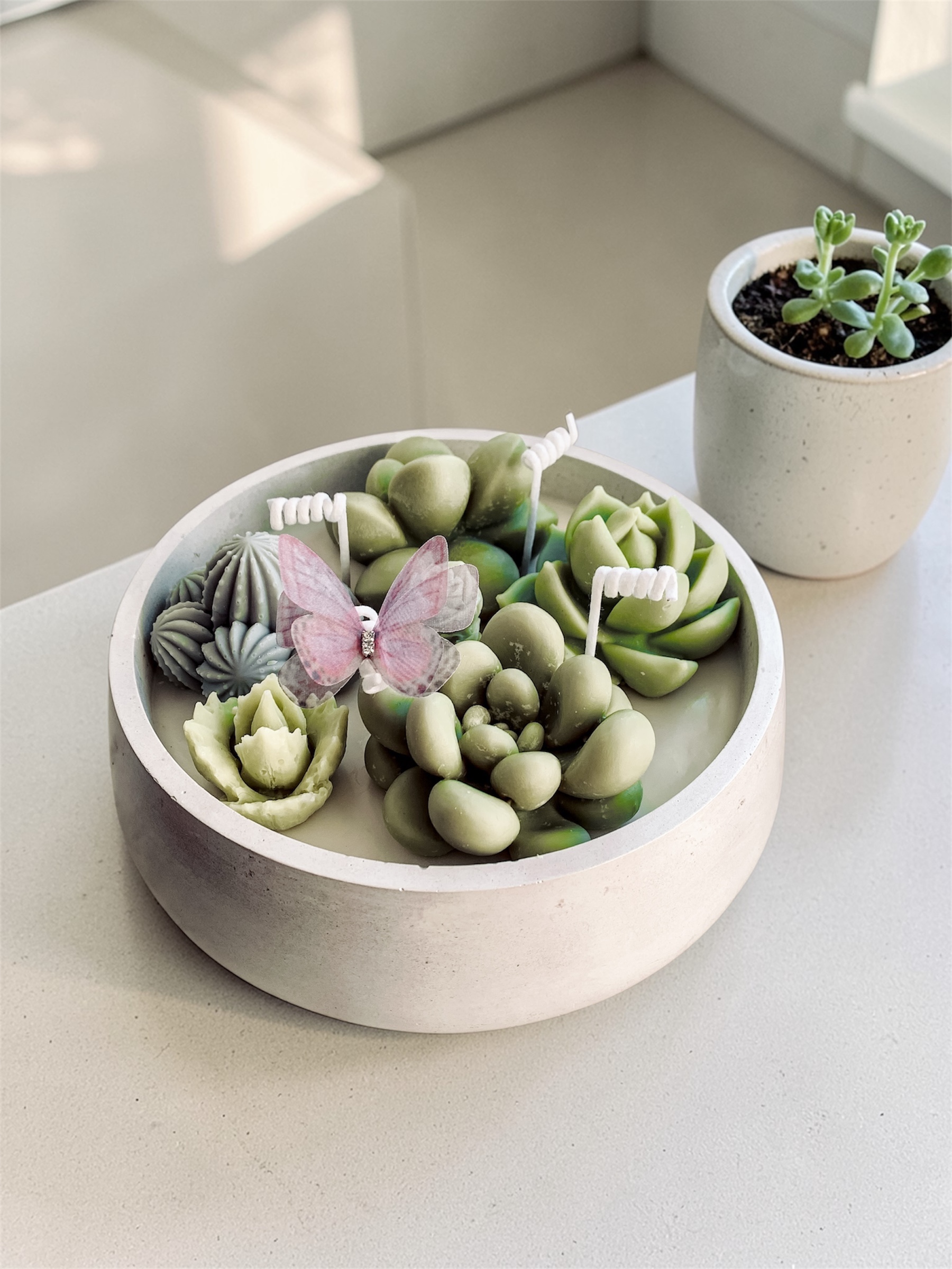 Świeca sojowa z kaktusami i motylkiem w dużym gipsowym, celowo postarzanym pojemniku.